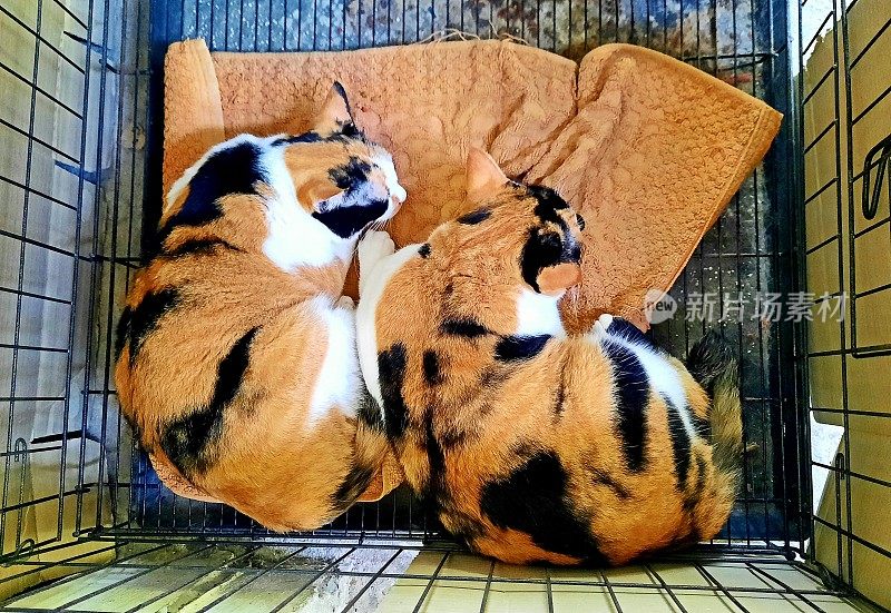 三只彩色的猫在笼子里睡觉-动物行为。