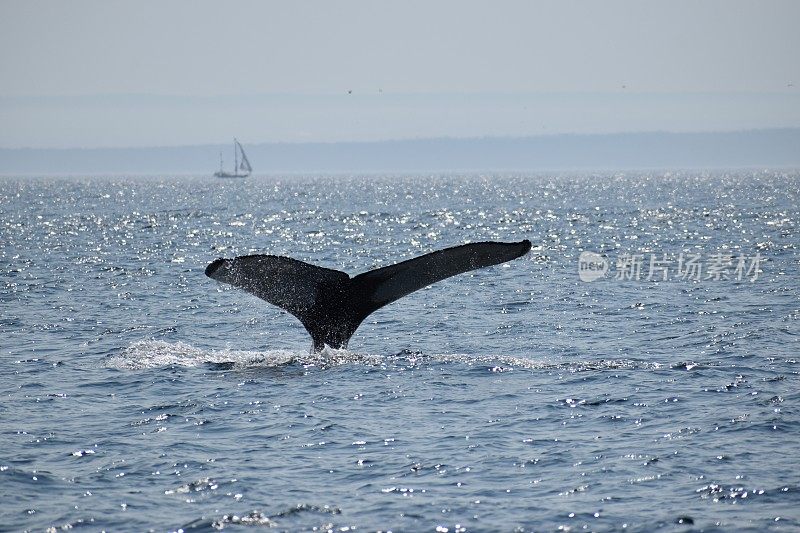 在魁北克的塔杜萨克观赏鲸鱼