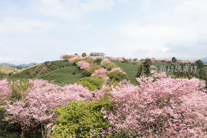 蓝天白云下的茶园和樱花树