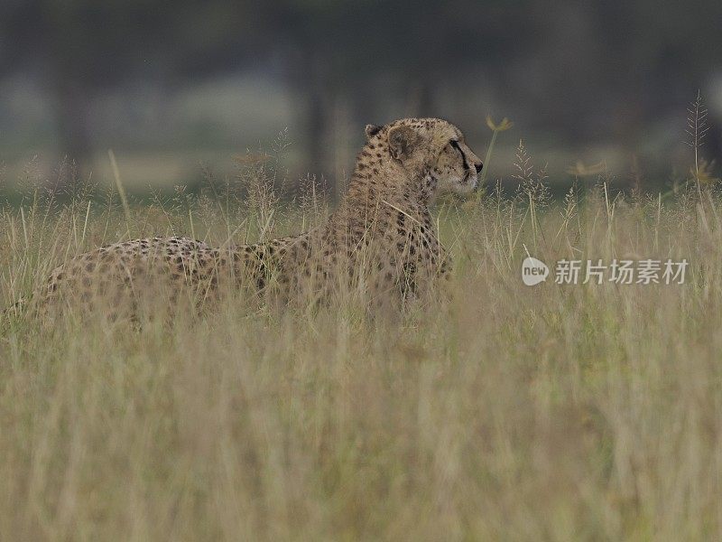 大草原上的猎豹