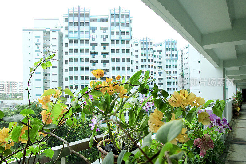 公寓居民们维护着各种色彩艳丽的鲜花