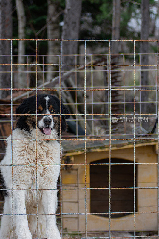 托恩杰克牧羊犬在铁网笼子里看着镜头