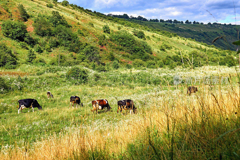 一群牛在夏日的绿色斜坡上吃草