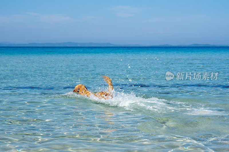 快乐的狗在炎热的夏天在蓝色的大海里降温