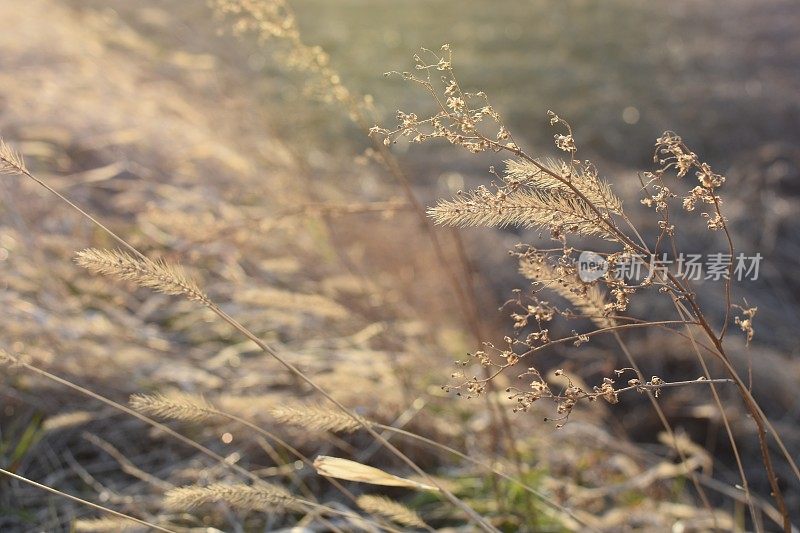 特写枯萎的田野草