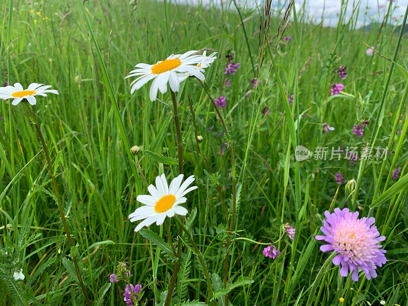 在自然环境中，一簇五颜六色的花朵直接从草地上生长出来。鲜艳的花朵与绿色的叶片形成鲜明的对比。