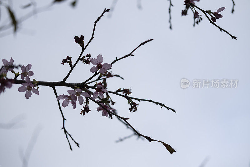 樱花树枝