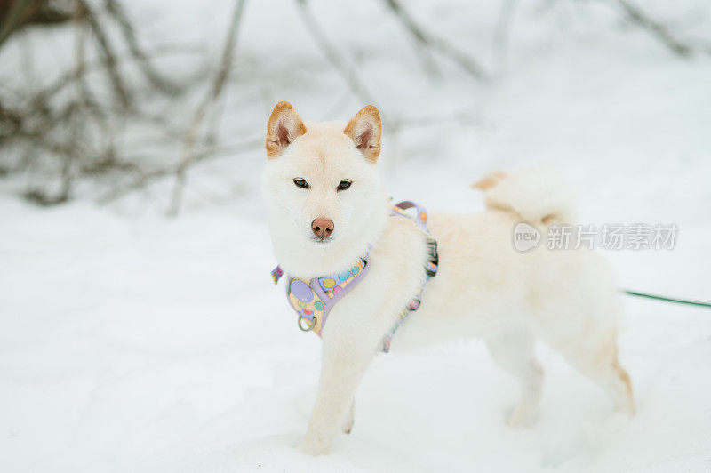 雪上的白色柴犬