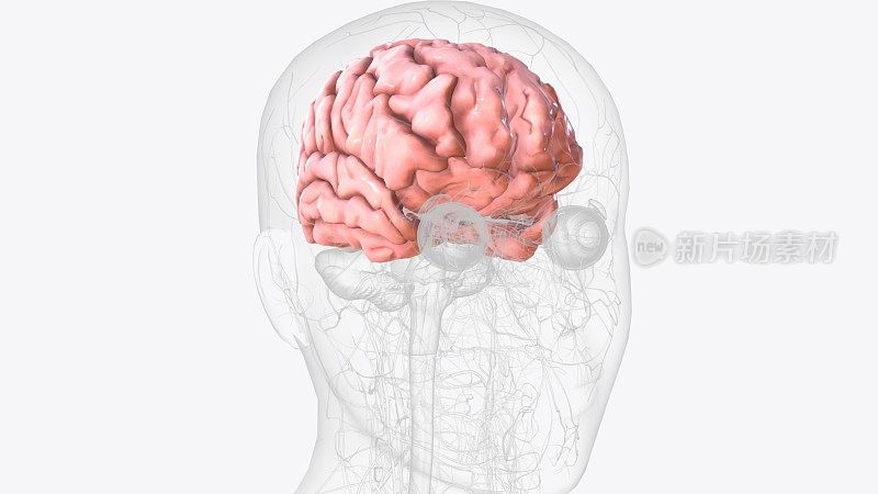 大脑皮层，也被称为脑幔，是人类大脑大脑神经组织的外层