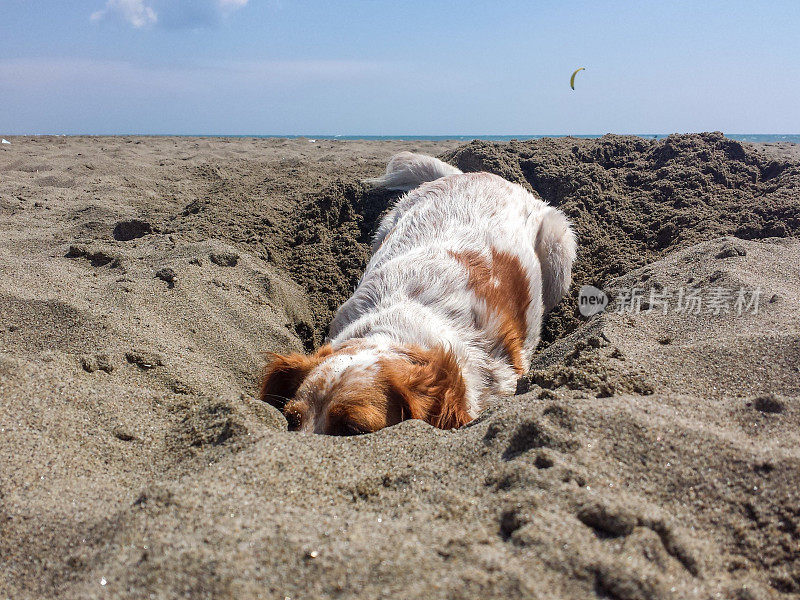 可爱的狗狗在沙滩上挖洞
