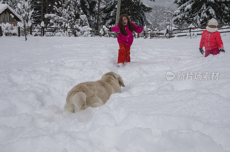 可爱的金毛猎犬在雪地里玩耍