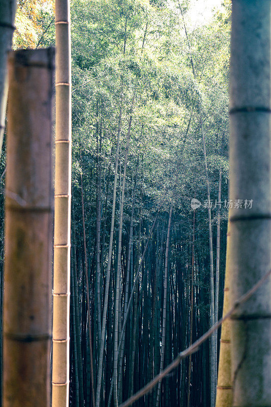 日本春天的竹林，由竹子切割而成。