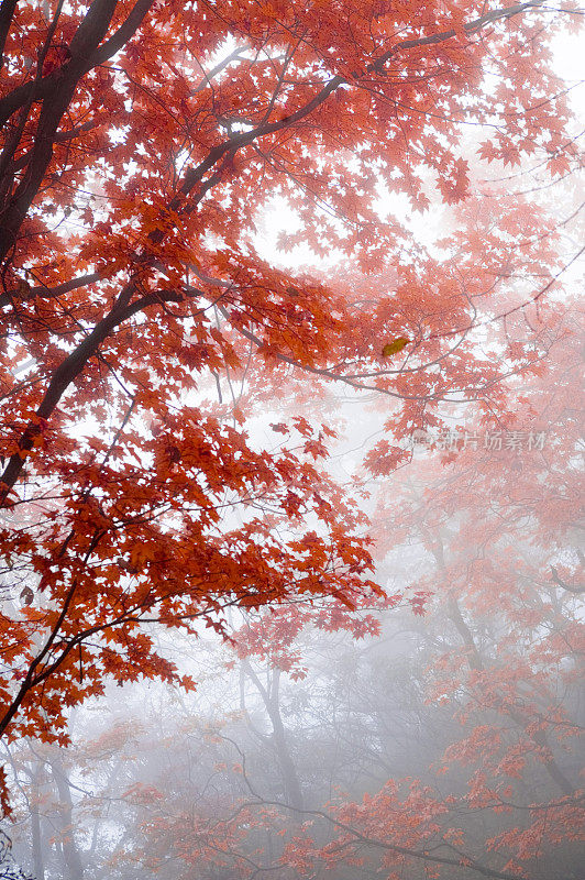 枫树,秋天