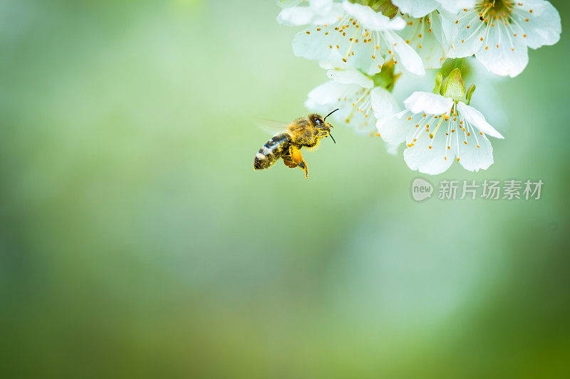 蜜蜂飞向盛开的樱桃树