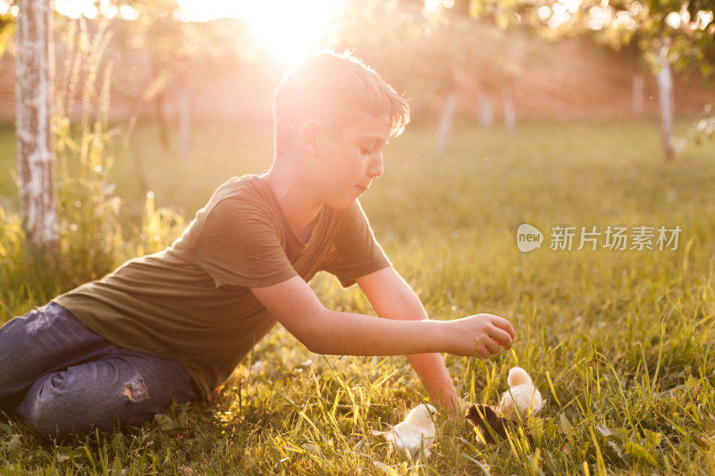 小男孩和小鸡