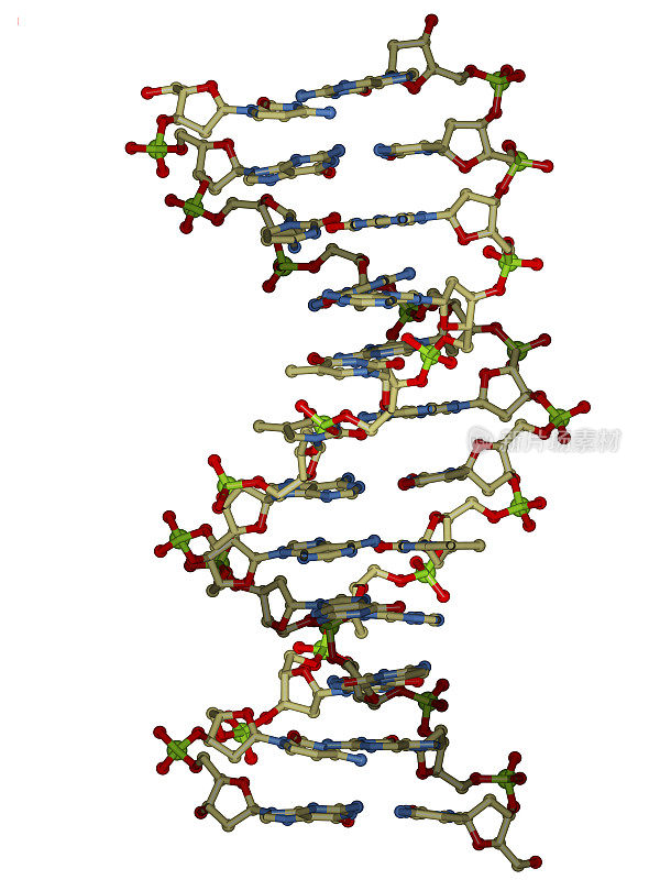 DNA双螺旋分子