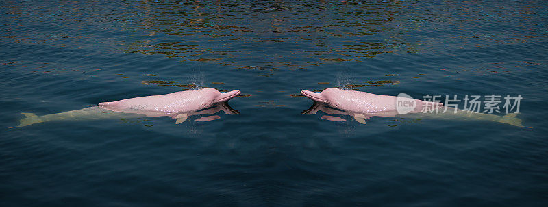 粉红色的海豚在海里。