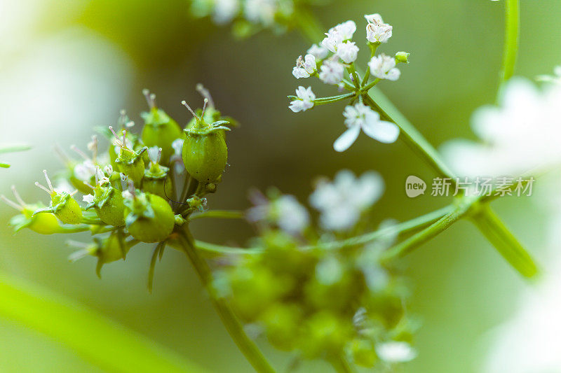 成熟香菜花和种子在厨房花园