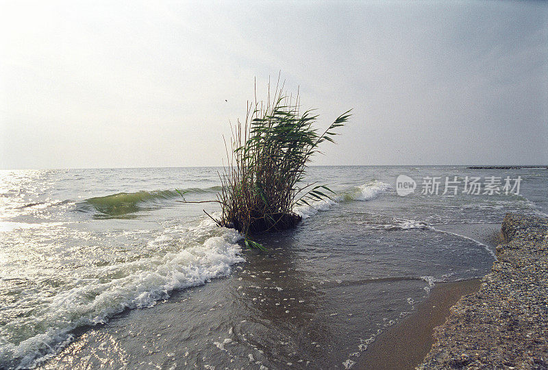 里海。