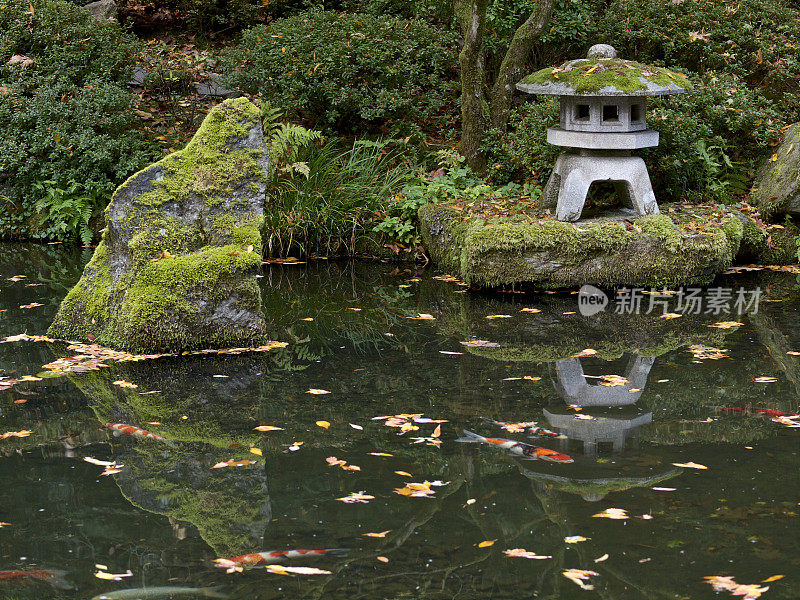 石灯锦鲤秋叶池塘岸波特兰日本花园