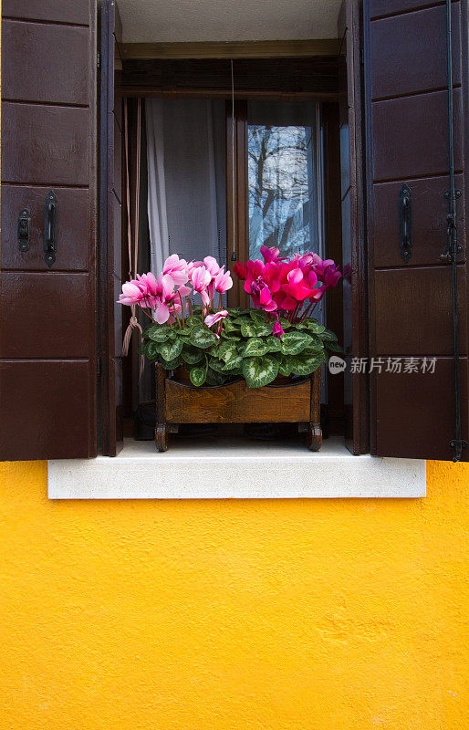 黄色的房子和花盒;Burano,威尼斯,意大利