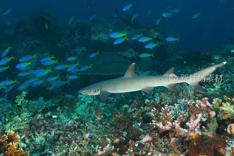 白鳍鲨和燧发鲨学校，科莫多国家公园，印度尼西亚