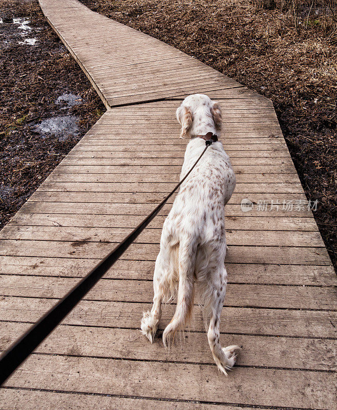 挪威奥斯陆，英国塞特犬走在木板人行道上