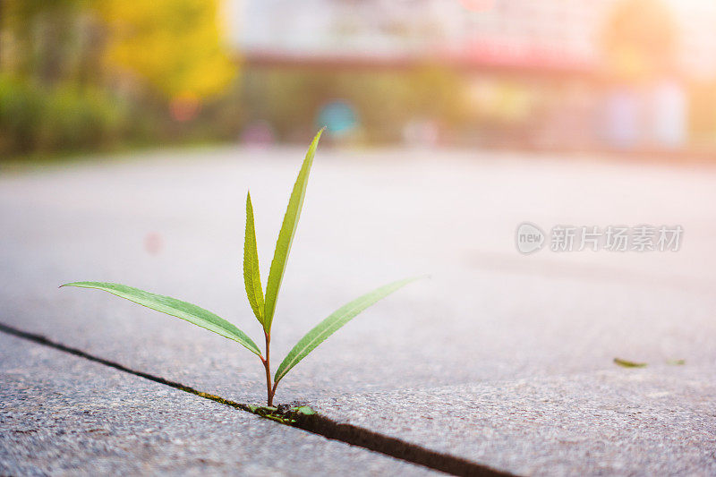 从地里长出来的新鲜植物