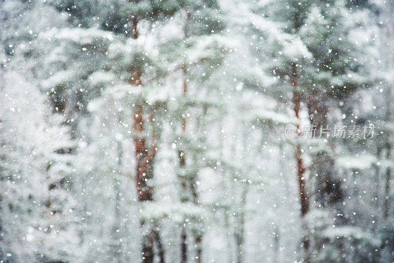 树林里下雪了