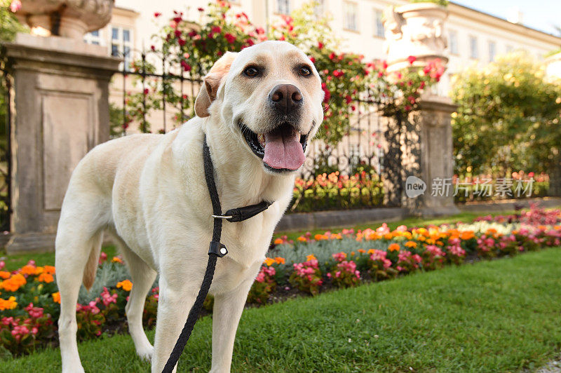 拉布拉多寻回犬