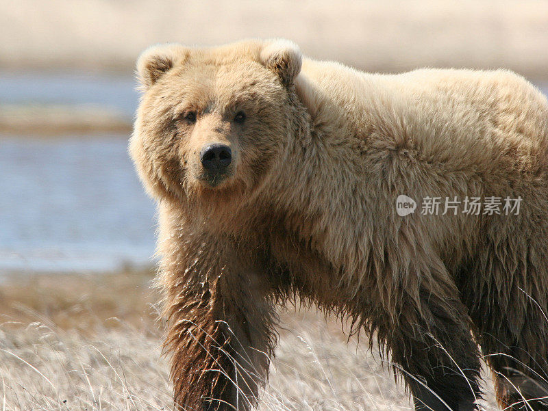 一只阿拉斯加棕熊盯着我看