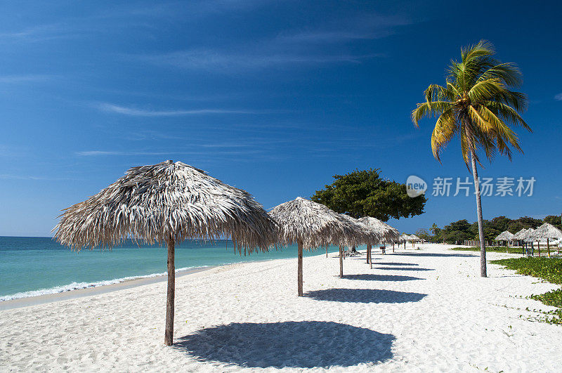 沙滩伞和椰子树