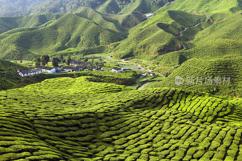 马来西亚彭亨卡梅隆高原的茶园