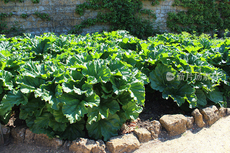 围墙菜园种植水果和蔬菜，大黄植物(大黄)