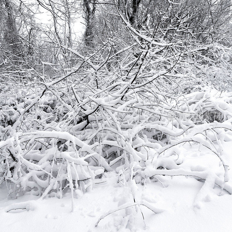 冬天的森林里下雪了