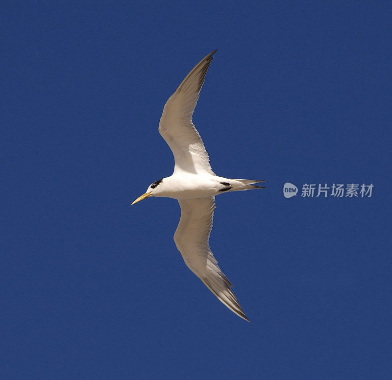 飞行高冠燕鸥。