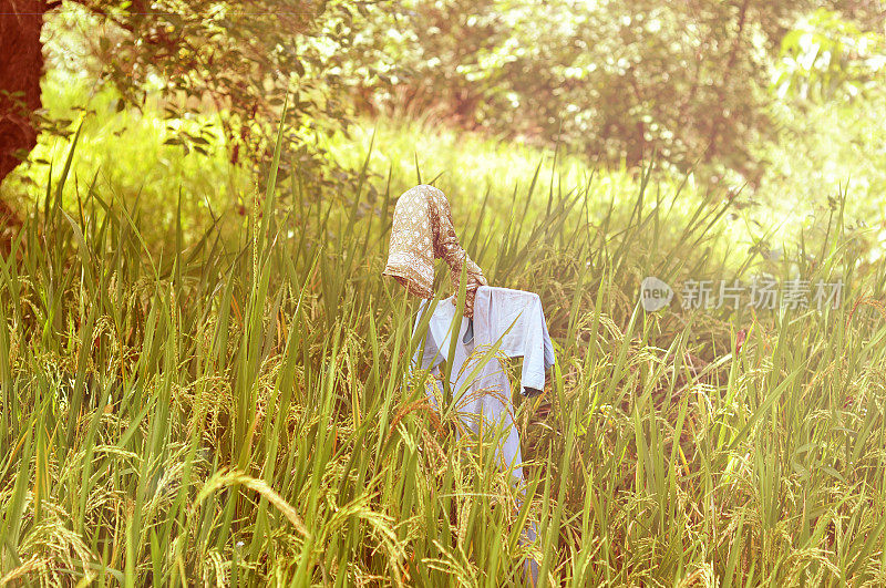 稻田里的稻草人