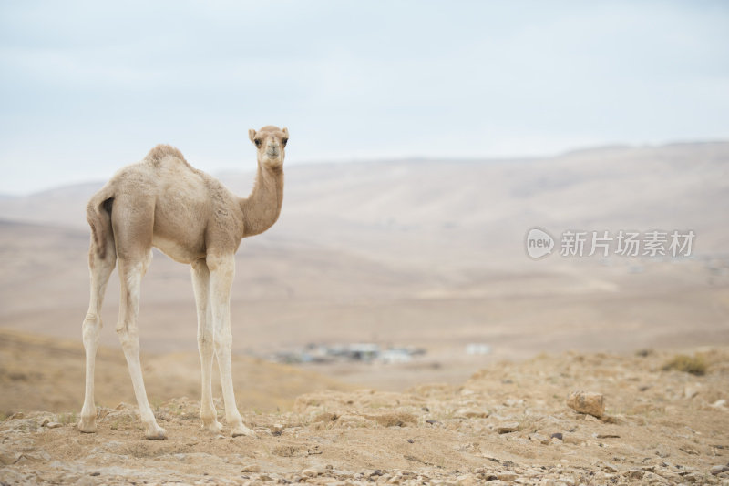 骆驼的小腿。