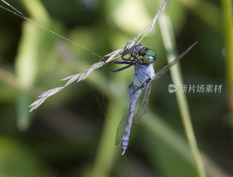 东部池塘鹰蜻蜓，晚餐时间