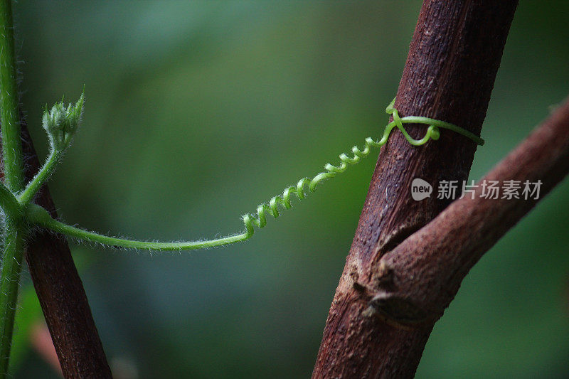 植物藤蔓类似力量和团队合作