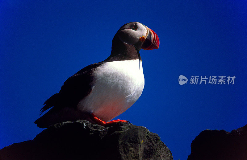 岩石上的海雀