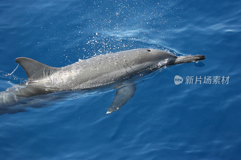 飞旋海豚呼吸