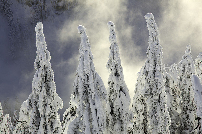雪覆盖的树在西摩山