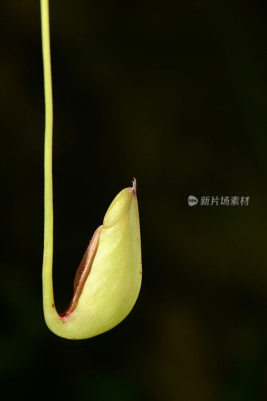 绿色猪笼草或肉食性植物，背景为黑色