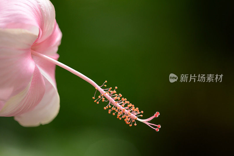 粉红木槿国之花马来西亚
