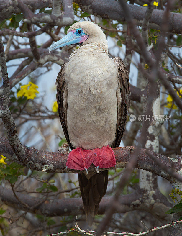 红足鲣鸟-加拉帕戈斯群岛