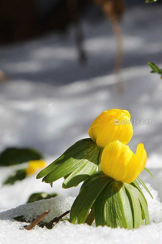毛茛早春在雪中开花