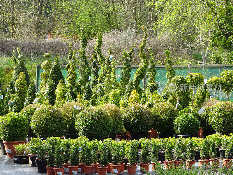 花园中心的黄杨植物和螺旋状植物图片