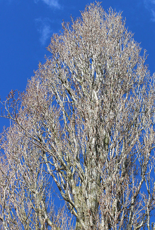 这是一棵高大的伦巴第杨树，在冬天，没有叶子