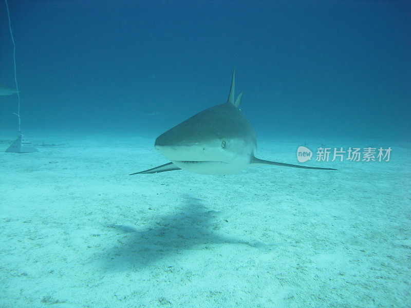 礁鲨在加勒比海的影子